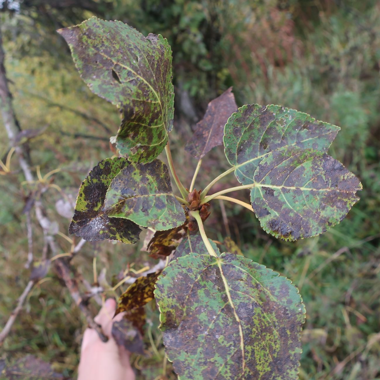 Image of Populus &times; berolinensis specimen.