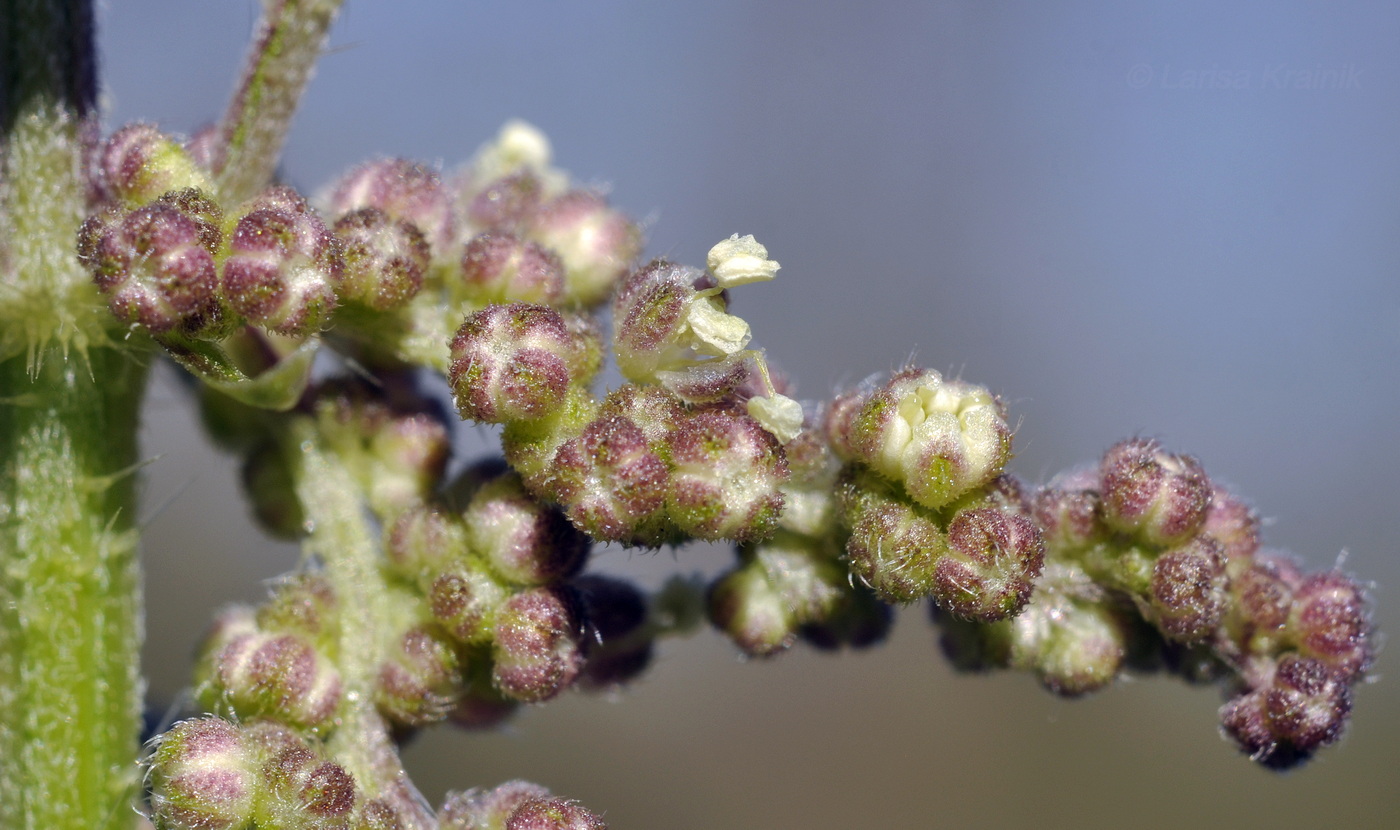 Изображение особи Urtica angustifolia.