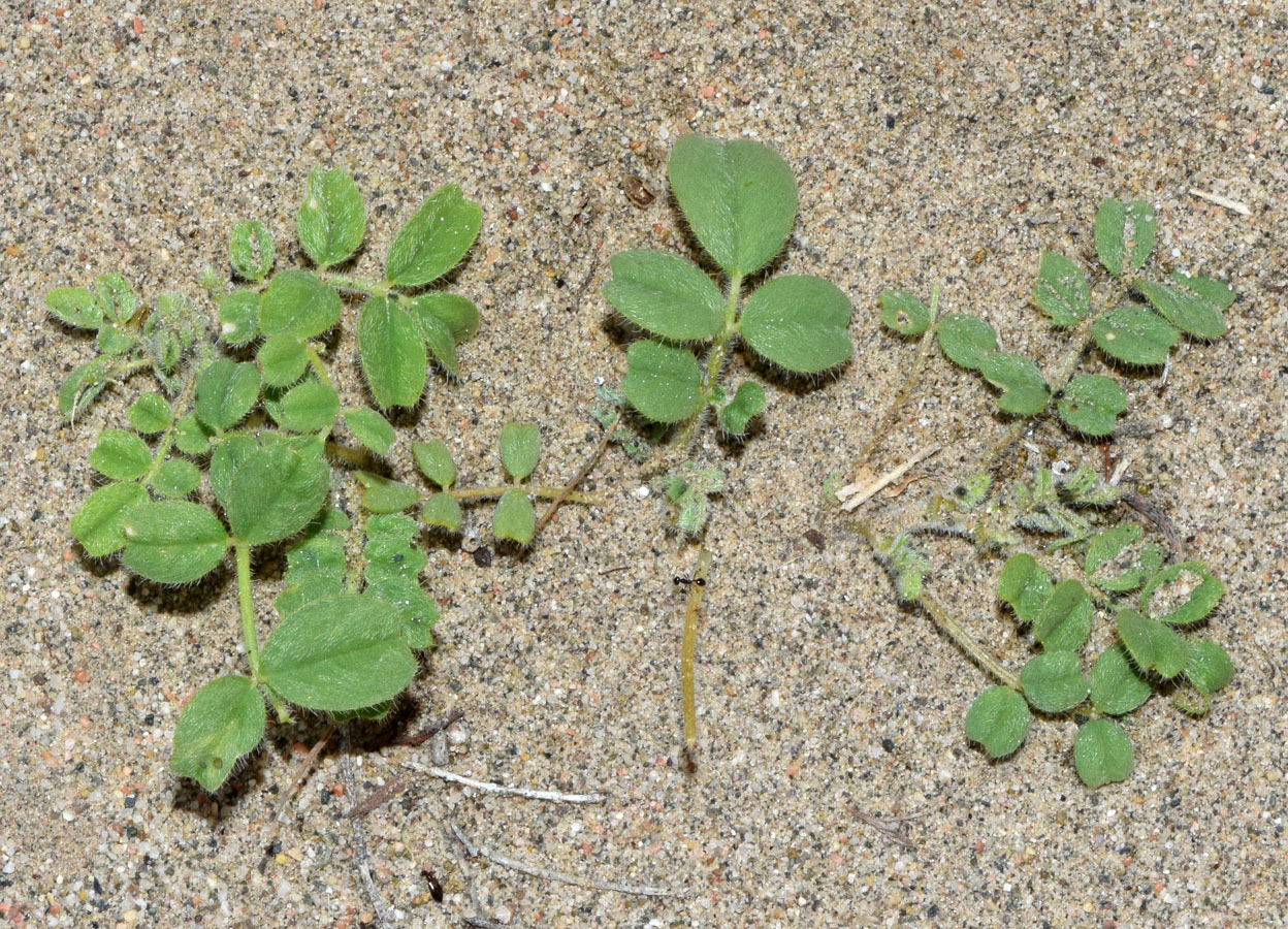 Изображение особи Astragalus arpilobus.