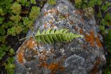 Polypodium vulgare