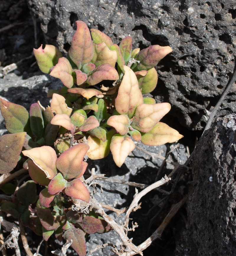 Изображение особи Tetragonia tetragonoides.