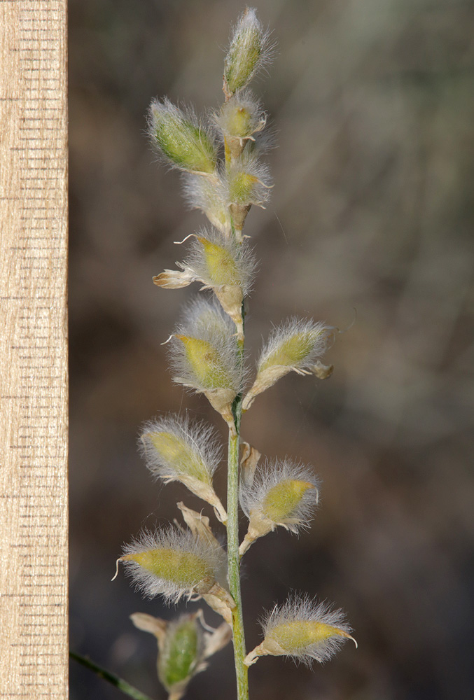 Image of Astragalus chodshenticus specimen.