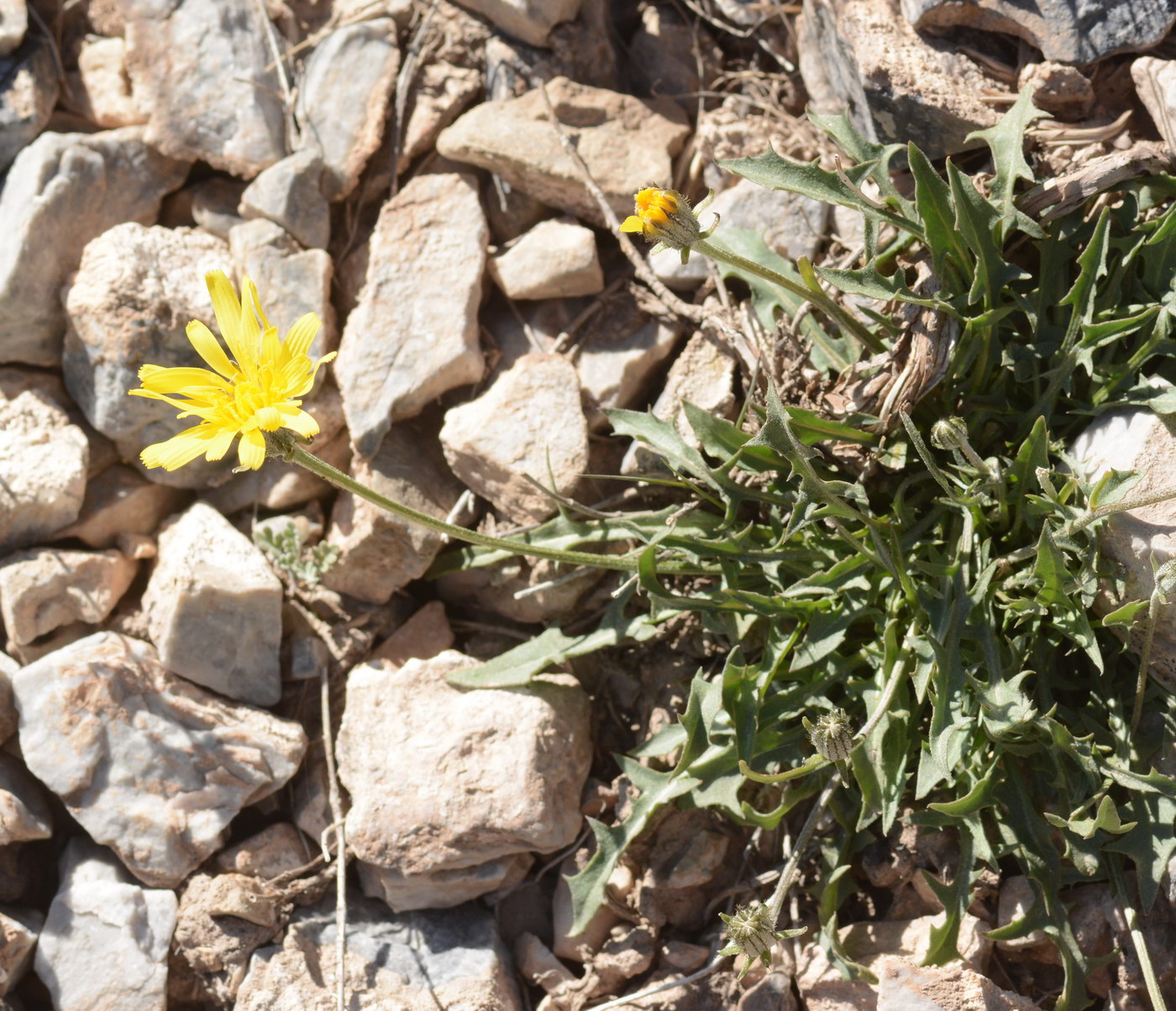 Image of Crepis oreades specimen.