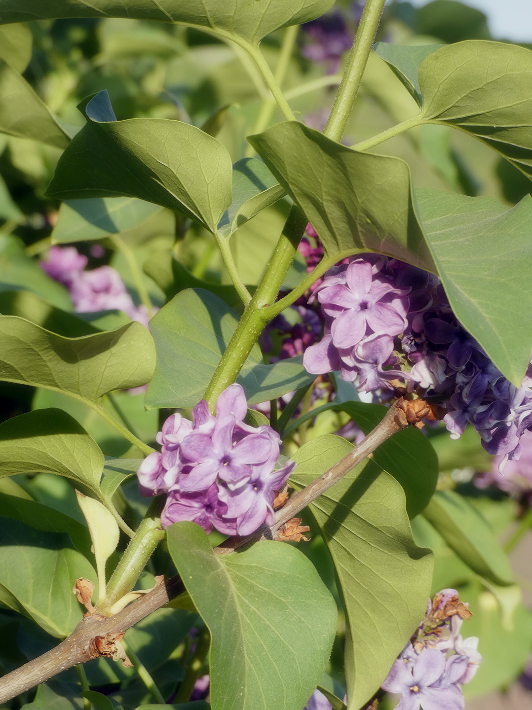 Image of Syringa vulgaris specimen.