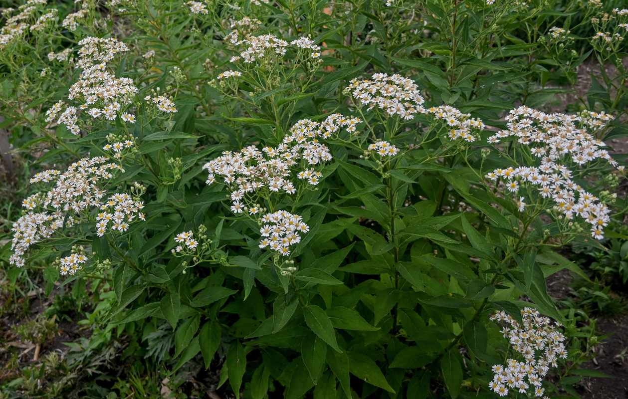 Image of Aster glehnii specimen.