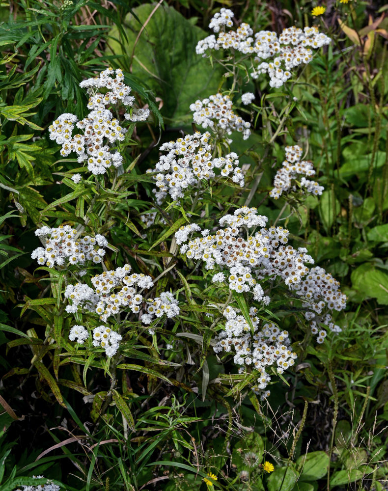 Image of Anaphalis margaritacea specimen.