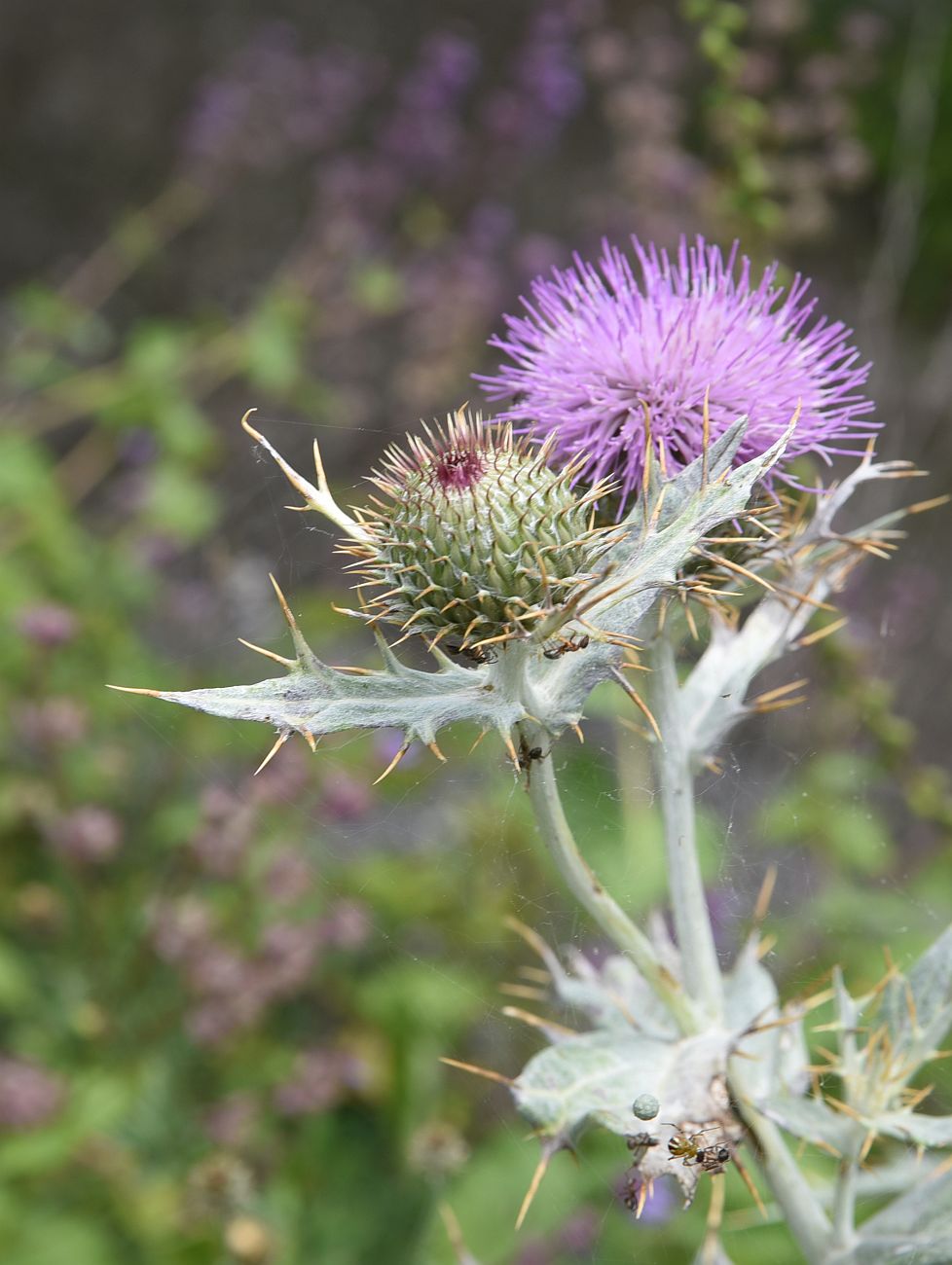 Image of Cirsium argillosum specimen.