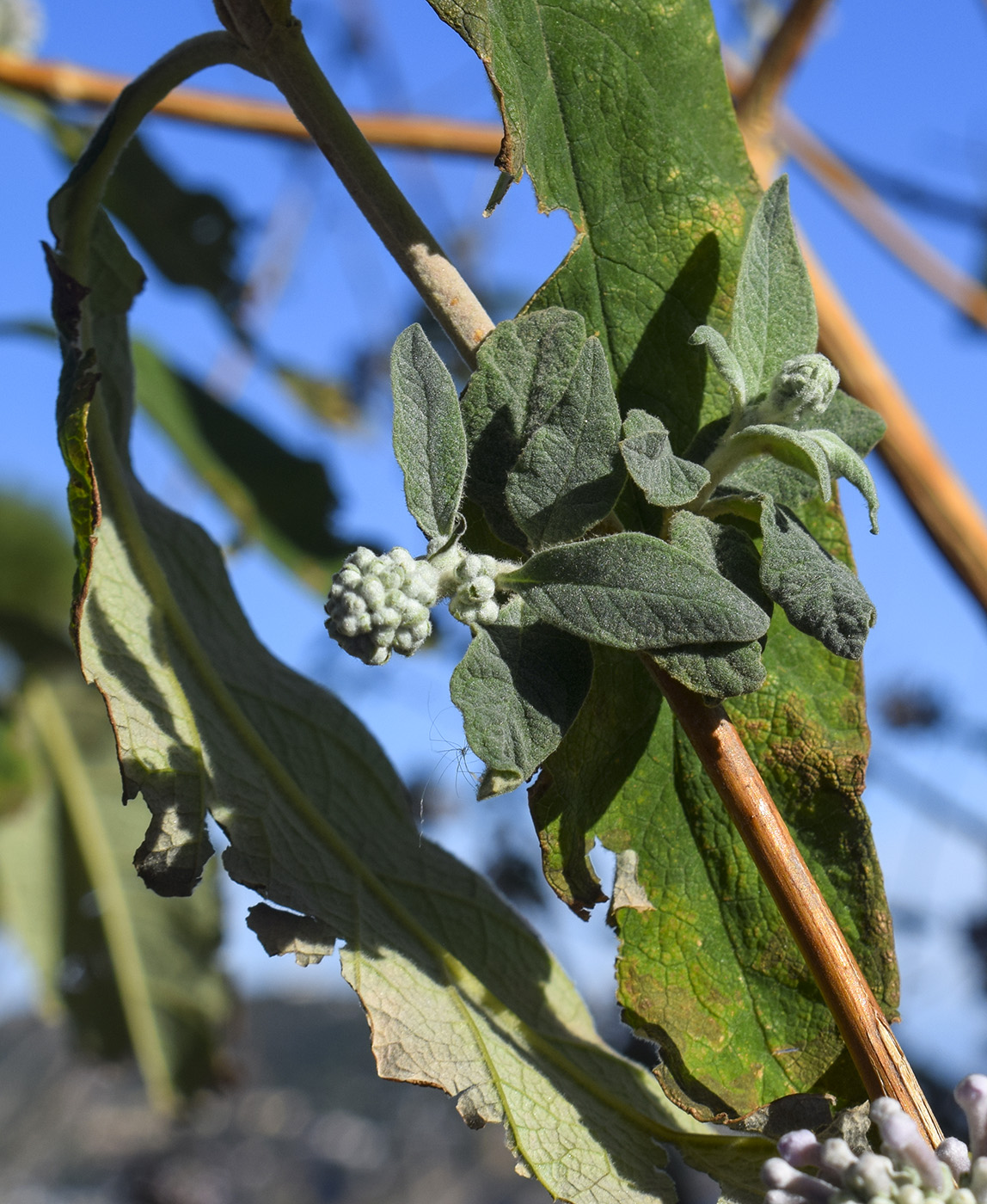 Image of genus Buddleja specimen.