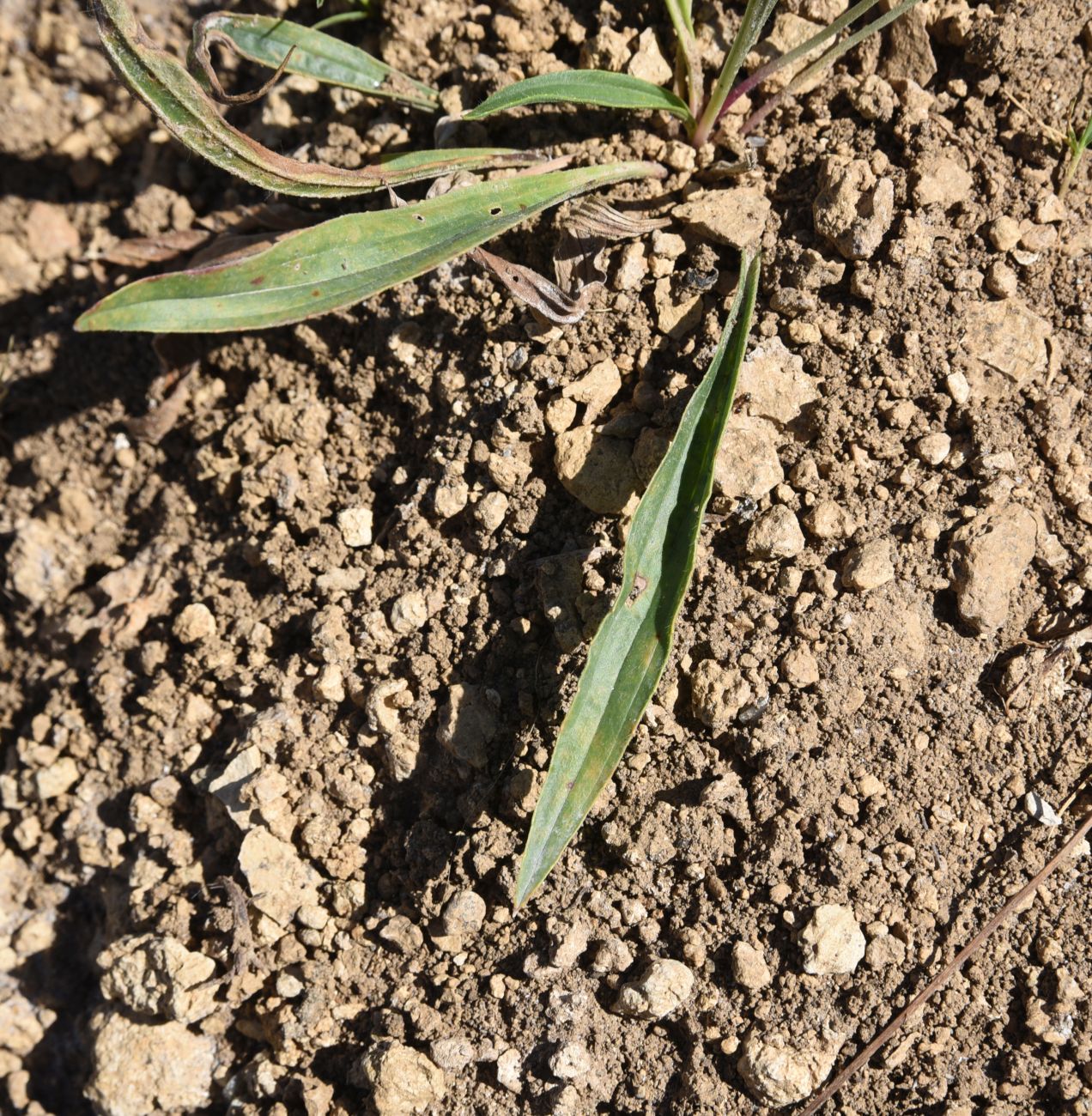 Image of Plantago lanceolata specimen.