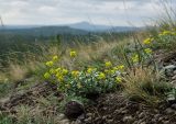 Odontarrhena obovata. Цветущее и плодоносящее растение. Башкортостан, Учалинский р-н, Миндякский сельсовет, каменистый склон горы Акбура ≈ 750 м н.у.м. 3 сентября 2023 г.