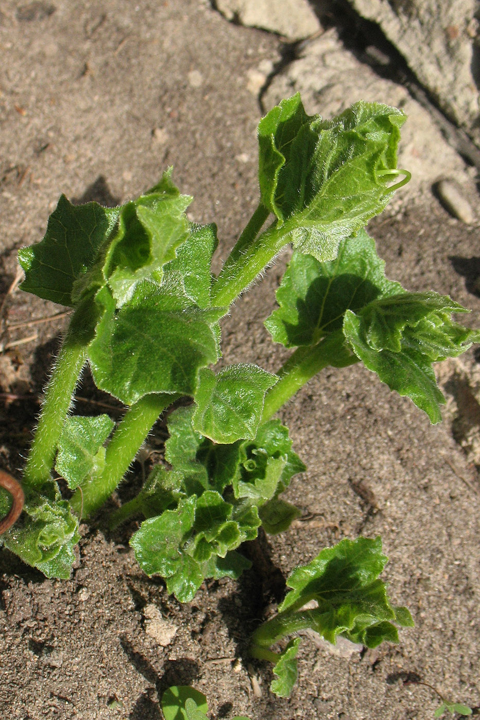 Image of Bryonia alba specimen.