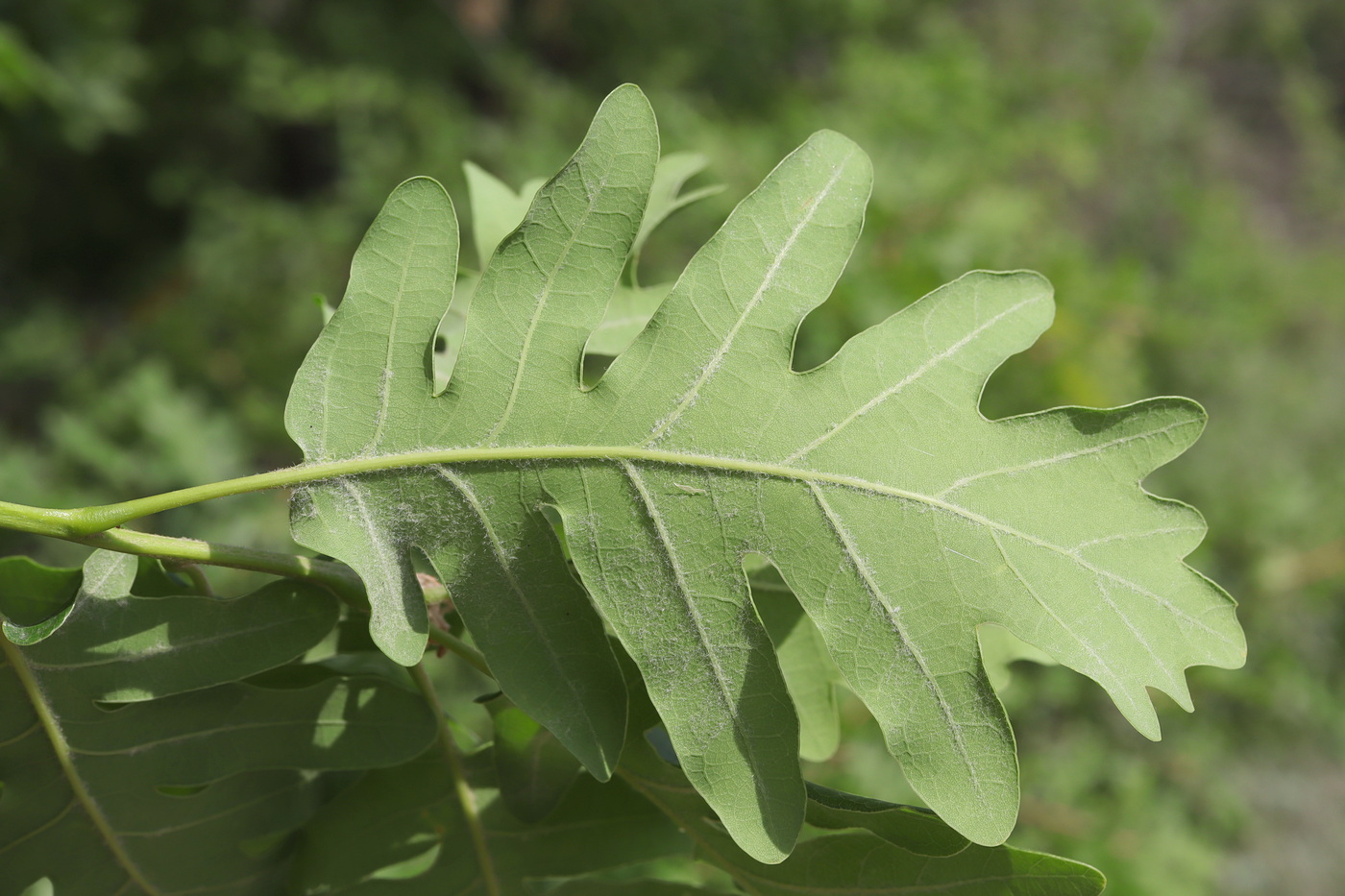 Изображение особи Quercus dalechampii.