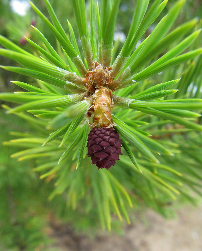 Изображение особи Pinus sylvestris.