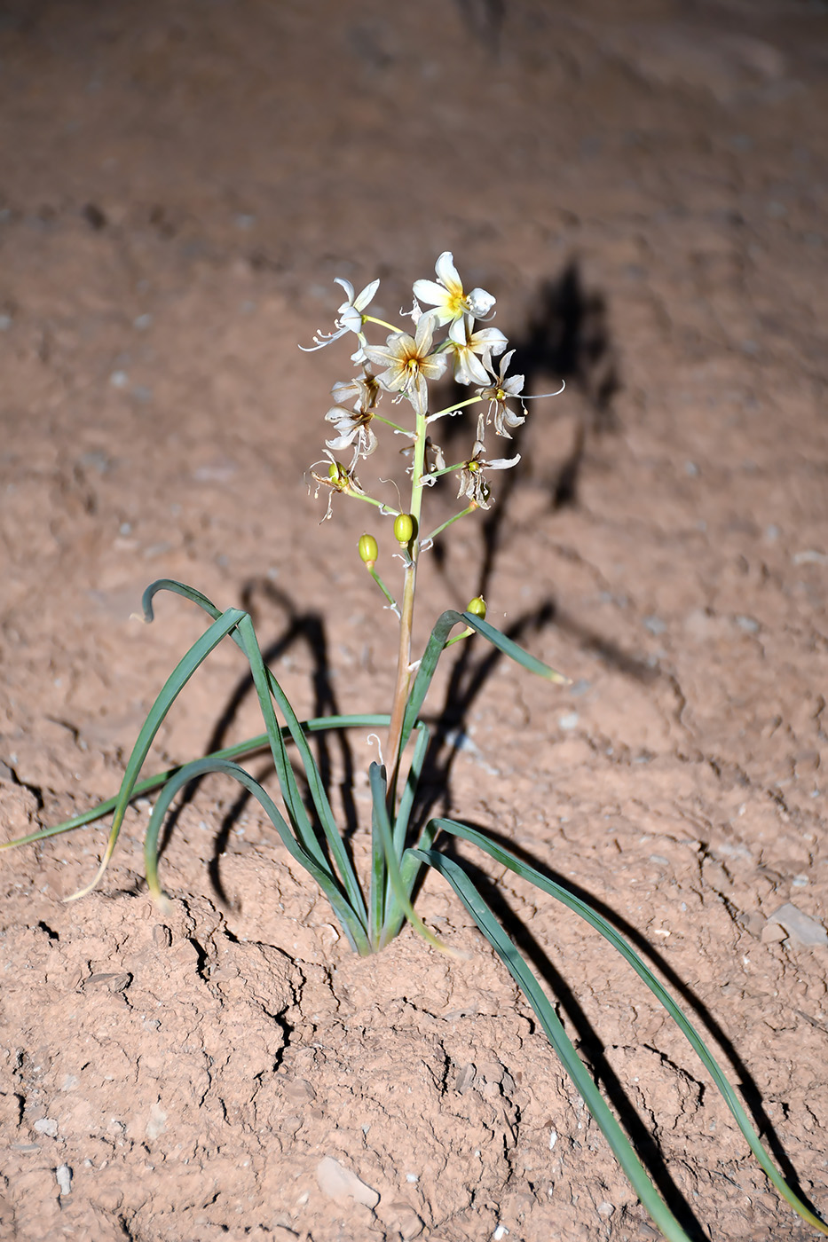 Image of Eremurus baissunensis specimen.