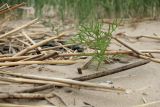 Cakile baltica. Молодое растение среди сухих побегов тростника (Phragmites australis). Ленинградская обл., г. Сосновый Бор, окр. Приморского парка, берег Финского залива, песчаный пляж. 09.06.2024.