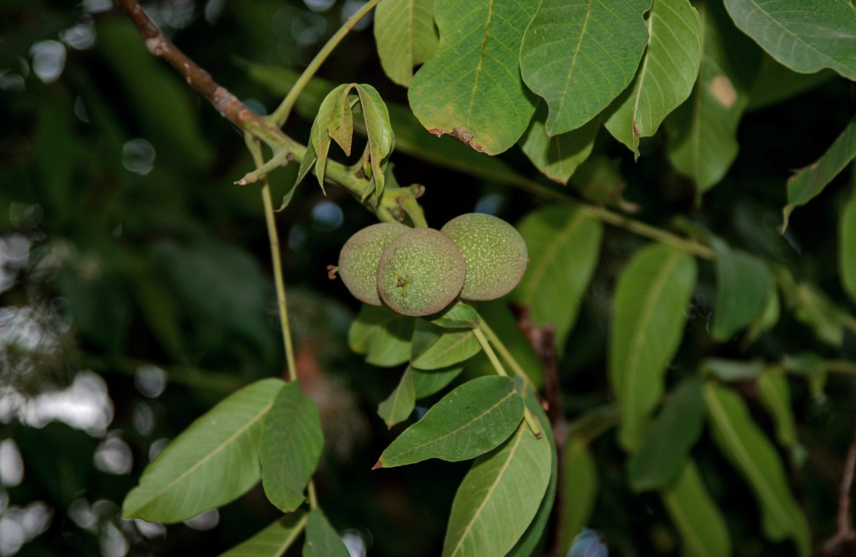 Изображение особи Juglans regia.