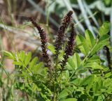 Amorpha fruticosa. Верхушка цветущего растения. Краснодарский край, Темрюкский р-н, окр. станицы Голубицкая, берег Азовского моря, песчано-ракушечный пляж, частично заросший. 09.06.2021.