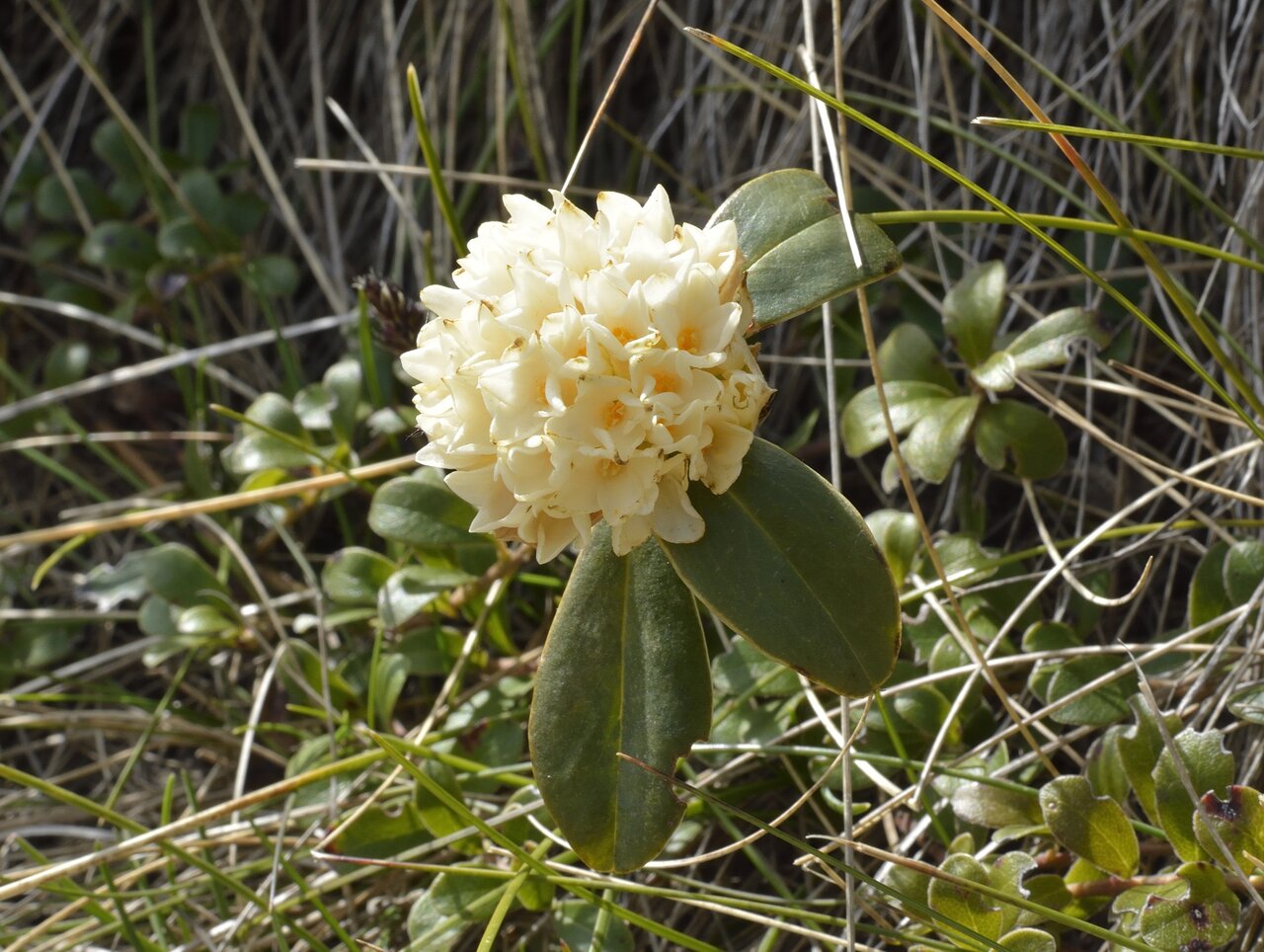 Image of Daphne blagayana specimen.