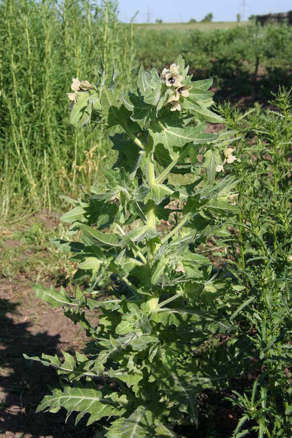 Изображение особи Hyoscyamus niger.