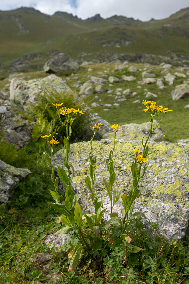 Image of Senecio kolenatianus specimen.