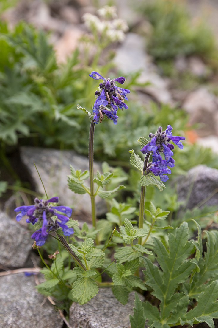 Изображение особи Nepeta supina.