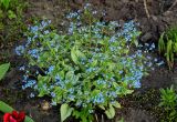 Brunnera macrophylla. Цветущее растение. Брянская обл., г. Брянск, в культуре. 02.05.2024.