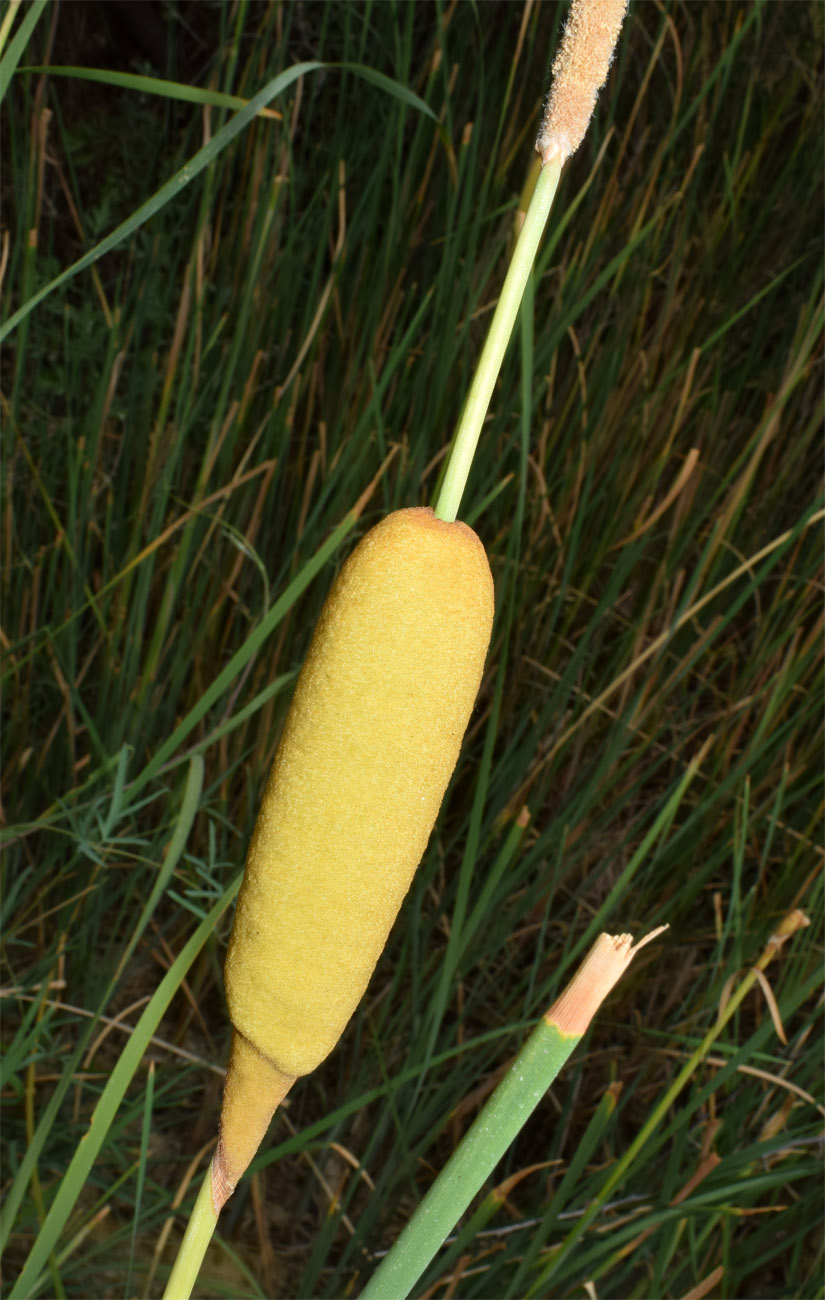 Image of genus Typha specimen.