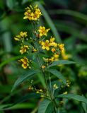 Lysimachia vulgaris. Верхушка побега с соцветием. Московская обл., Сергиево-Посадский р-н, долина р. Пажа, опушка смешанного леса. 20.07.2024.