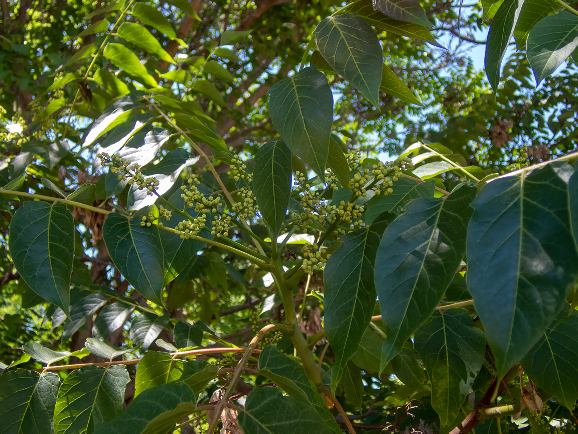 Изображение особи Ailanthus altissima.