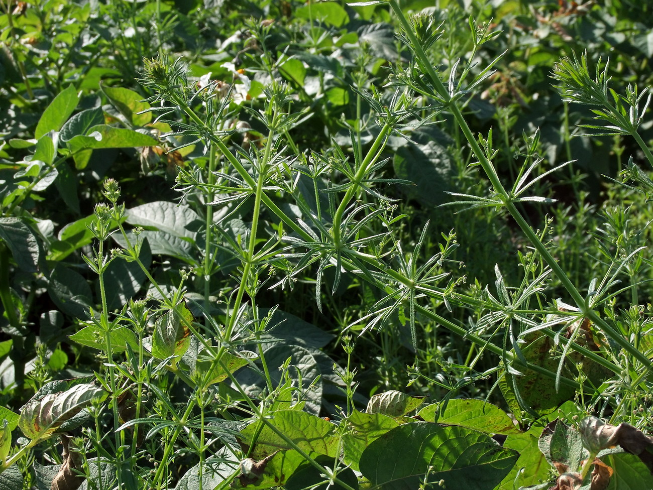 Image of Galium vaillantii specimen.