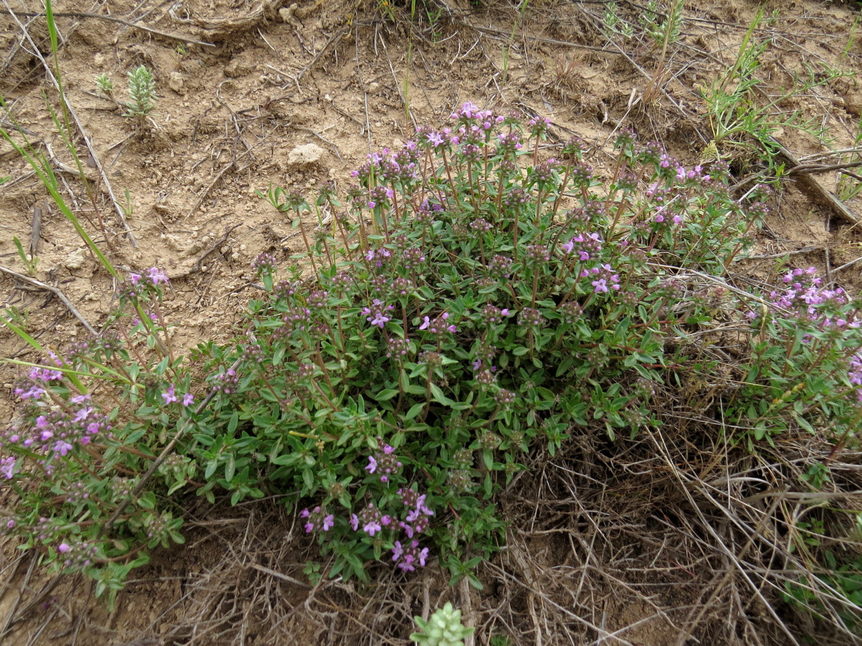 Изображение особи Thymus karatavicus.