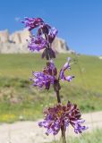 Salvia verticillata. Верхушка соцветия. Кабардино-Балкария, Черекский р-н, окр. с/п Верхняя Балкария, окр. пер. Сев. Курноят, ≈ 2150 м н.у.м., субальпийский луг. 29.07.2024.