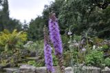 Liatris spicata