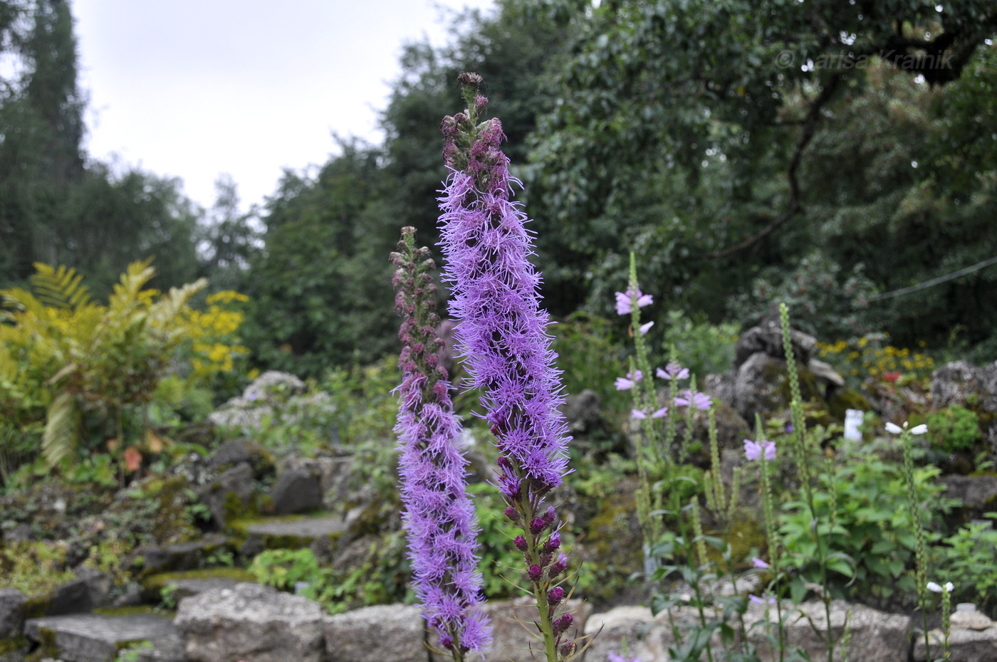 Image of Liatris spicata specimen.