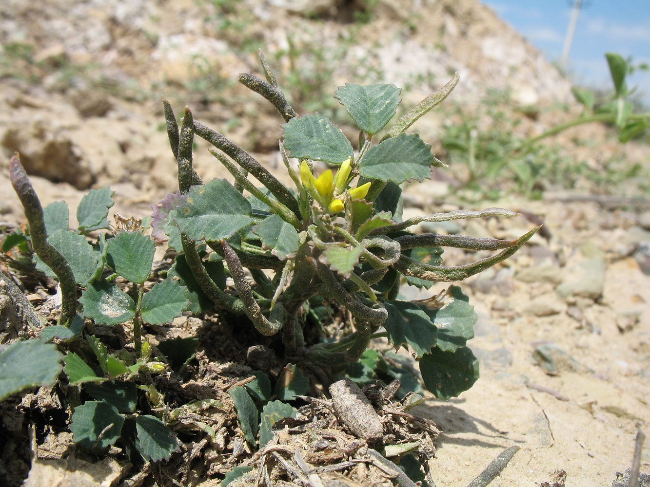 Image of genus Trigonella specimen.