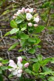 Malus sieversii