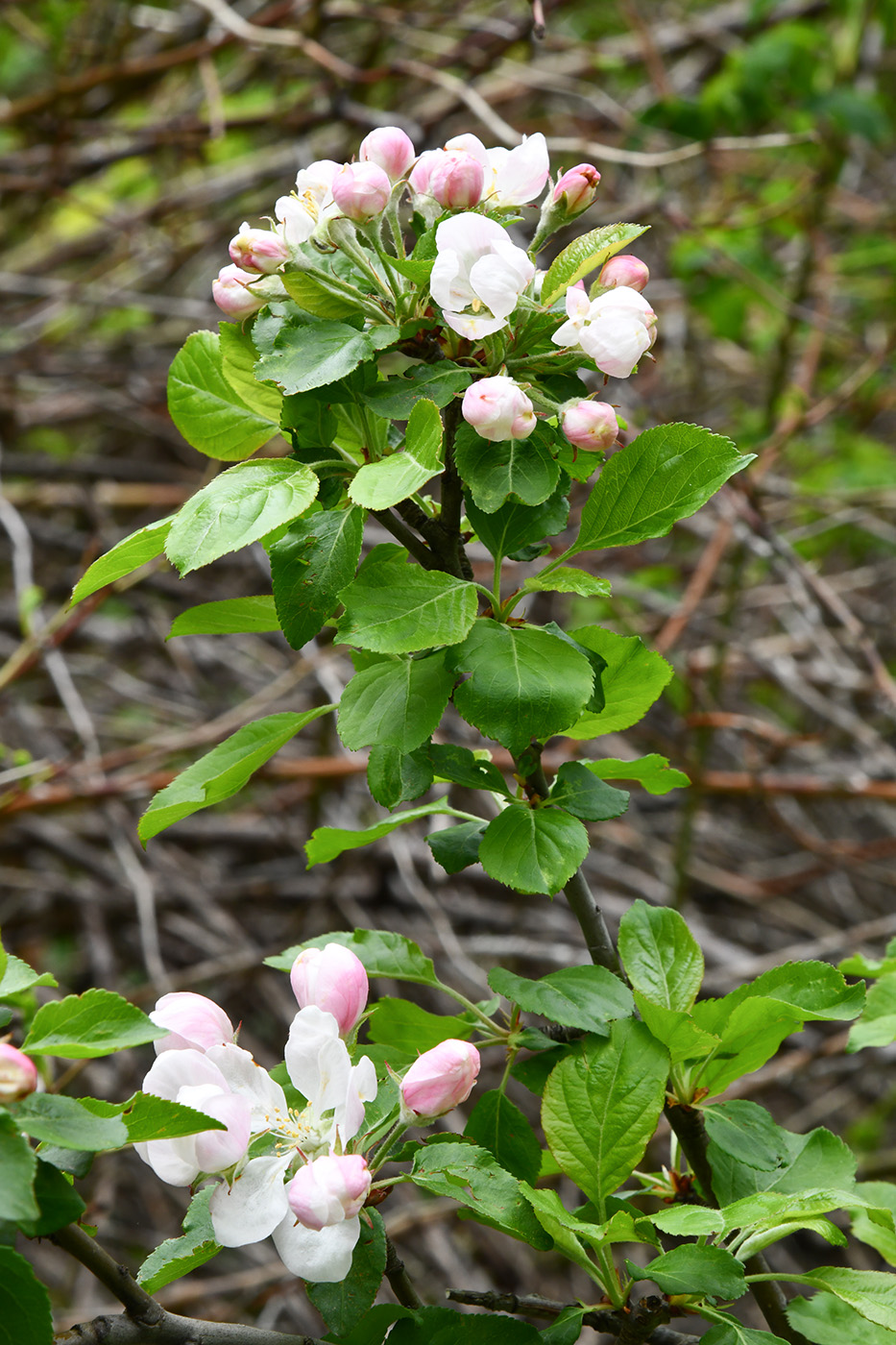 Изображение особи Malus sieversii.
