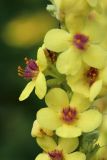 Verbascum nigrum