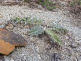 Смотреть изображение Psephellus declinatus разновидность albus