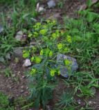 View full-size image genus Euphorbia