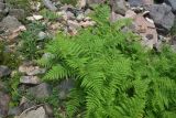 View full-size image Pteridium aquilinum