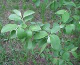 Salix &times; reichardtii