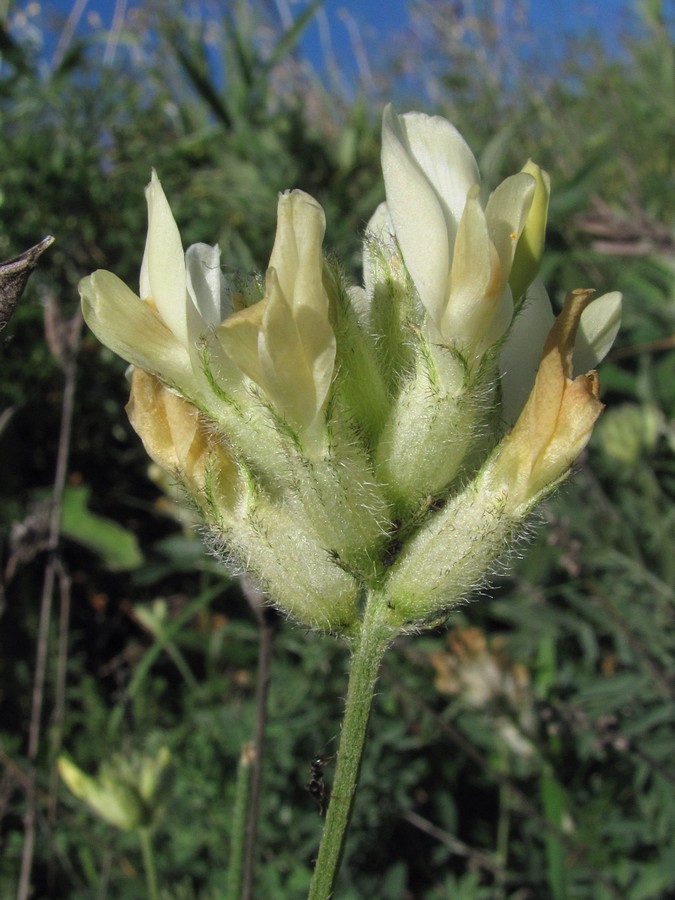 Image of Astragalus glaucus specimen.