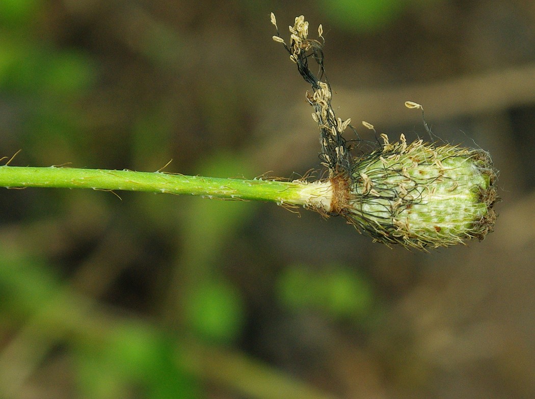 Image of genus Papaver specimen.