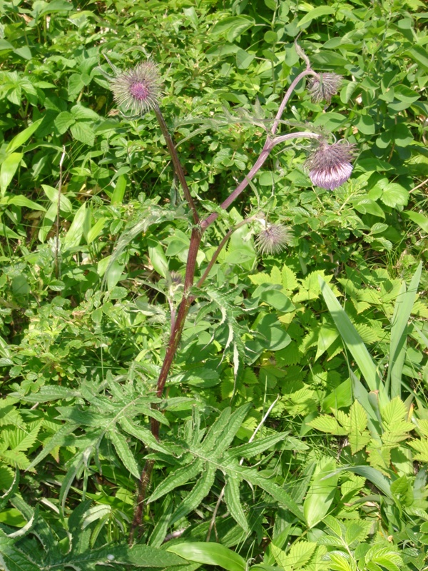 Image of Cirsium charkeviczii specimen.