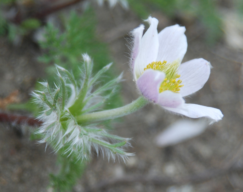 Image of Pulsatilla tenuiloba specimen.