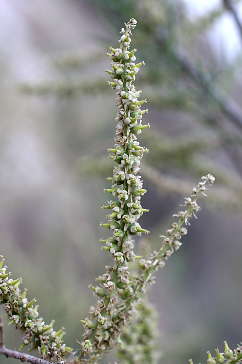 Image of Tamarix meyeri specimen.