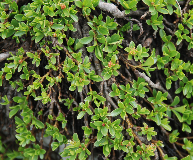 Изображение особи Salix serpillifolia.