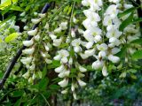 Robinia pseudoacacia