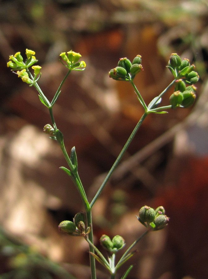 Image of Bupleurum marschallianum specimen.